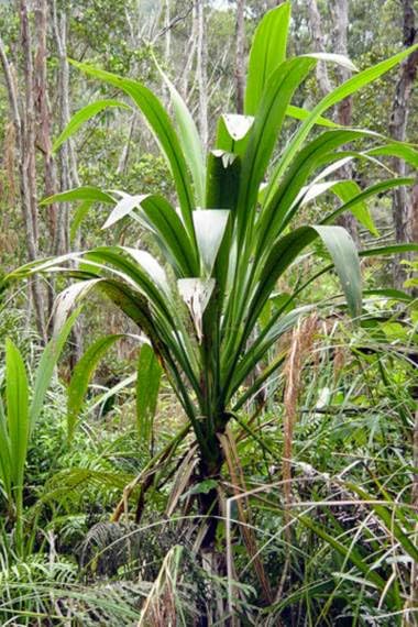 30 Forest Cabbage Palm Tree Seeds for Planting - Cordyline banksii