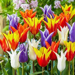 10 Lily Flowering Tulip Bulbs - Mixed Color - Stunning Colorful and Easy to Grow - Ships from Iowa, USA