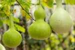 Birdhouse Gourd Seeds - 10+ Seeds - Used as Canteen in Antiquity. Exotic and Rare Birdhouse Gourd Seeds to Plant