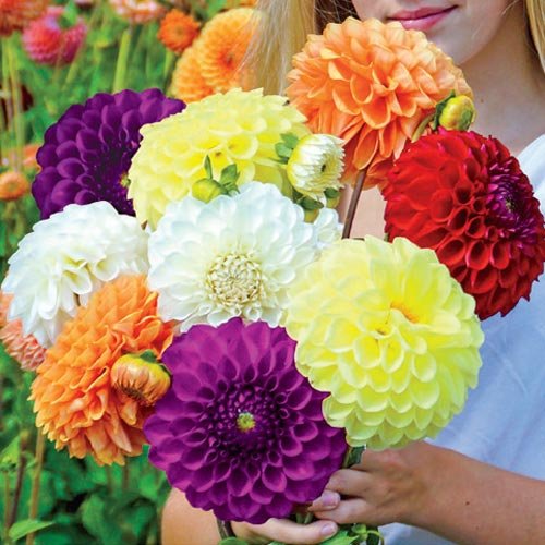Delightful Dahlia Flower Bulb Mix - Huge Exotic Showy Blooms - Assorted Colors - Ships from USA