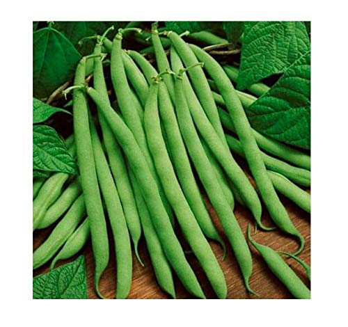 75 Bean Seeds, Blue Lake 274, Heirloom Bean, Bush Green Beans, Non-GMO, Tasty, 75ct