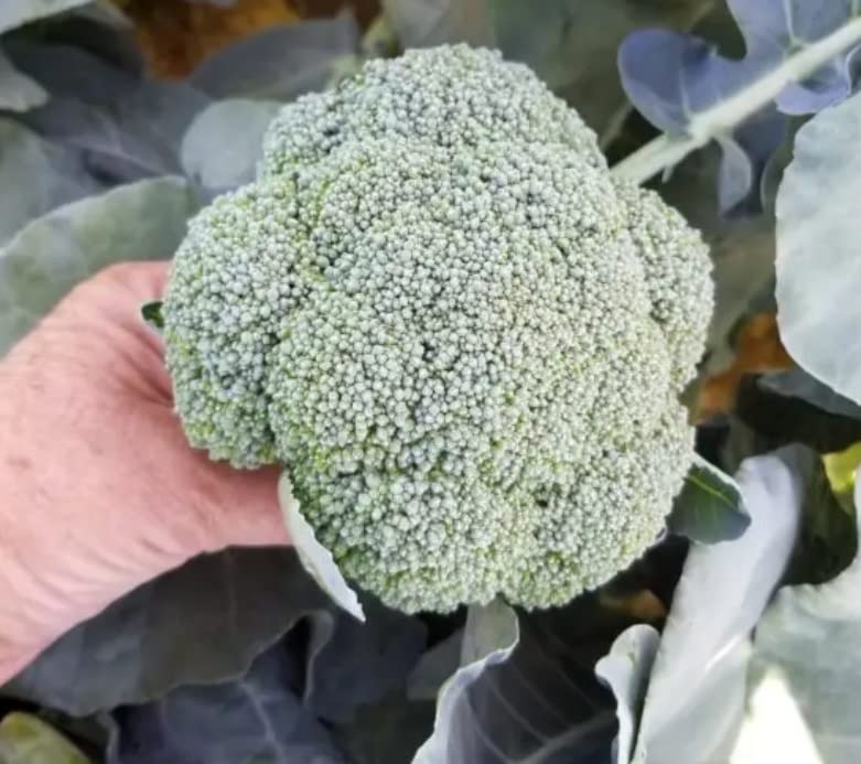 Abrams Broccoli Seeds for Planting (50 Seeds) - Grow Heirloom Vegetables