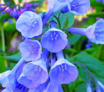 Virginia Bluebells Root for Planting - 1 Year Old Plant, Ready to Produce