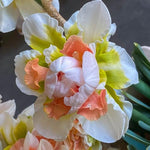Replete Double Daffodil Bulbs for Planting - Colorful Daffodil Blooms