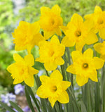 Yellow Dutch Master Daffodil Bulbs for Planting - Fresh Blooming Flowers, Easy to Grow Perennials