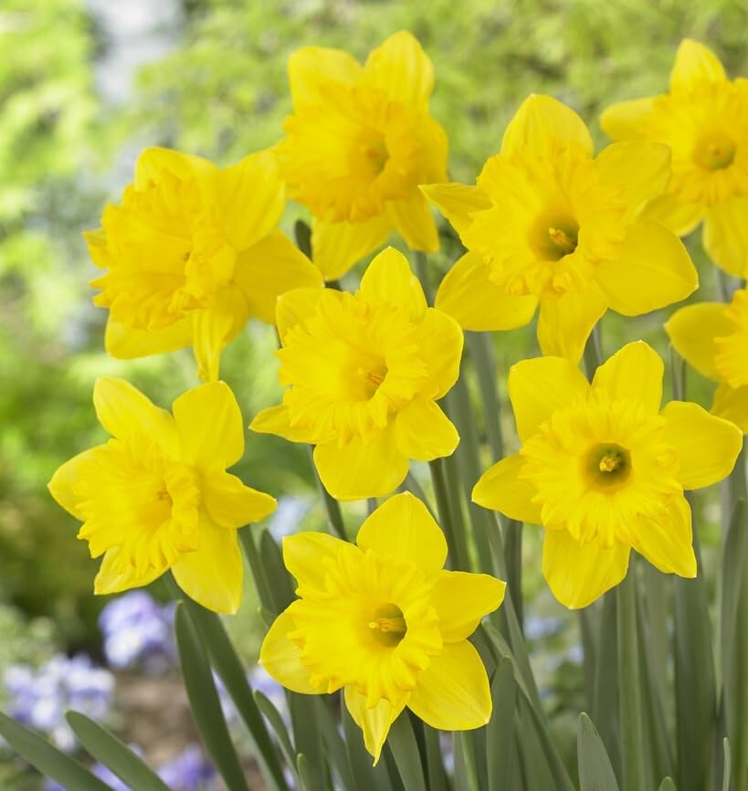 Yellow Dutch Master Daffodil Bulbs for Planting - Fresh Blooming Flowers, Easy to Grow Perennials