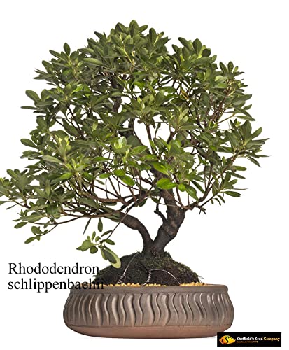 Royal Azalea Bonsai Tree Seeds - 30 Seeds to Plant - Rhododendron schlippenbachii