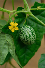 50 Mouse Melon Seeds | Grow This Exotic and Rare Garden Fruit | Cucamelon Seeds, Tiny Fruit to Grow