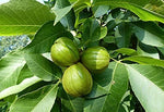 Shagbark Hickory Tree Seedlings for Planting - No Ship to California