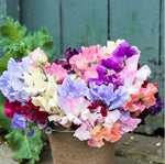 Fragrant Sweet Peas 100 Seeds Royal Family (Lathyrus odoratus)