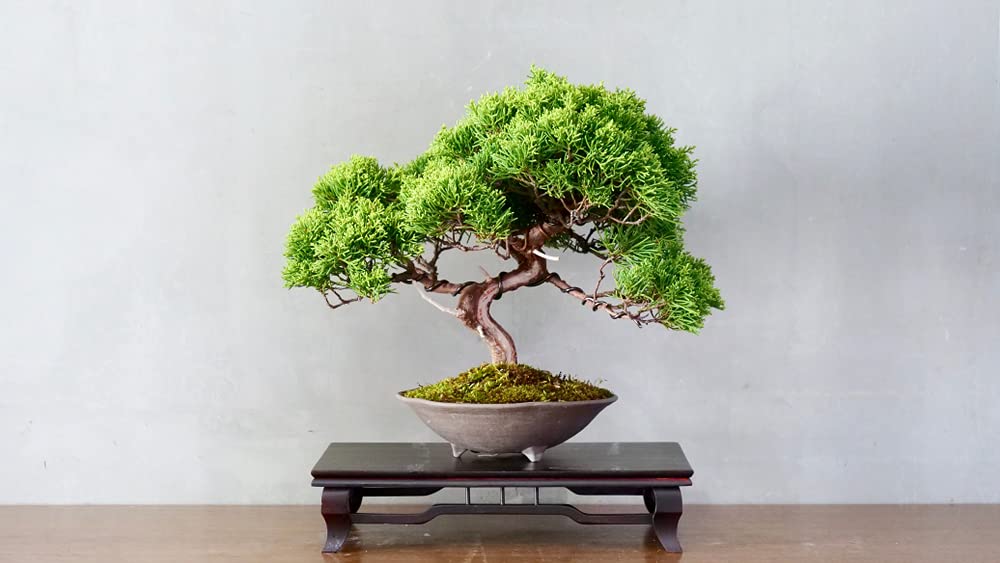 Bonsai Tree Seeds - Juniper Bonsai - 25 Seeds
