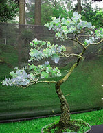 25+ Silver DROP EUCALYPTUS Bonsai Tree Seeds - Made in USA. Ships from Iowa. Great as Bonsai or Clip Branches for Floral Arrangements