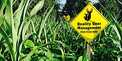 Deer Food Plot - 500 Sugar Beet Seeds and 100 Hybrid Corn Seeds - Grow an Epic Deer Food Plot