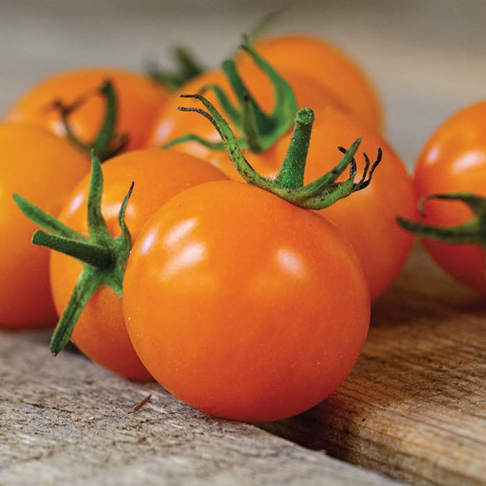 Sun Sugar Tomato Seeds for Planting (10 Seeds) - Easy to Grow Sunsugar Cherry Tomatoes