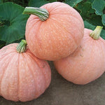 Harvest Moon Pumpkin Seeds for Planting (10 Seeds) - Easy to Grow - Moonscape Pumpkin Seeds to Grow