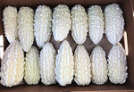Exotic White Bitter Gourd Seeds for Planting - 10 Seeds White Bitter Melon - Rare and Hard to Find. Ships from Iowa, USA