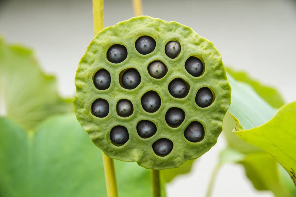 10 Lotus Seeds for Planting - Grow in a Bowl, Koi Pond, Outdoor Pond - Popular Indoor Aquatic Bonsai