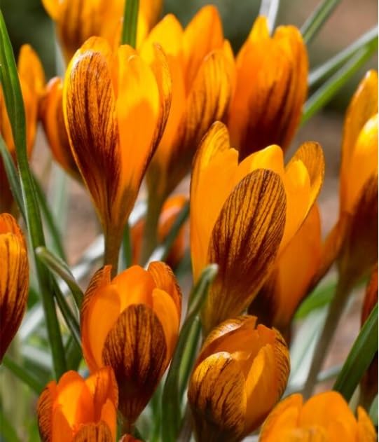 Orange Monarch Crocus Bulbs for Planting, Stunning Orange is a Rare Sight in Early Spring