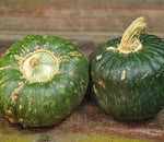Burgess Buttercup Squash Seeds for Planting (10 Seeds)