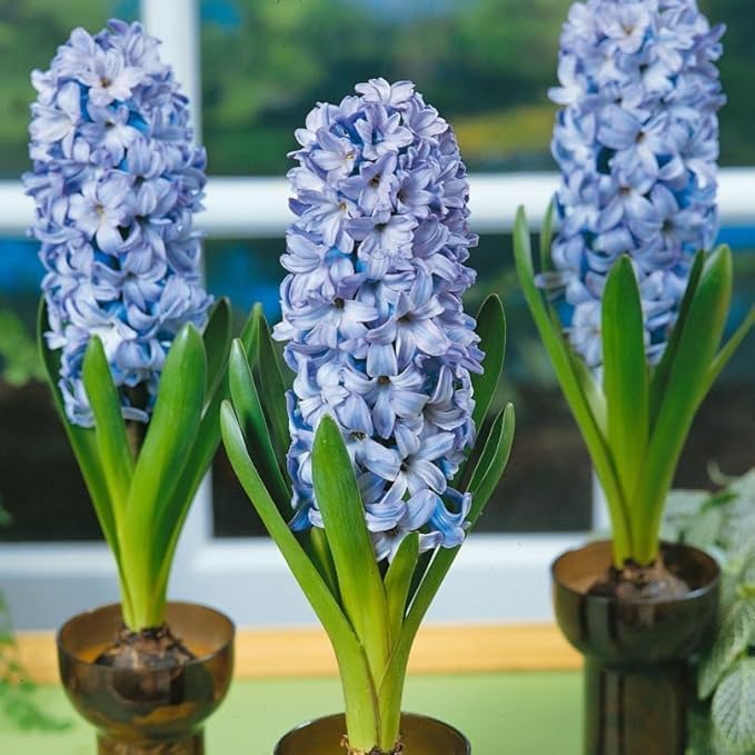 3 Blue Hyacinth Bulb and 3 Forcing Vase - Ready to Grow Indoor Hyacinth, Just Add Water