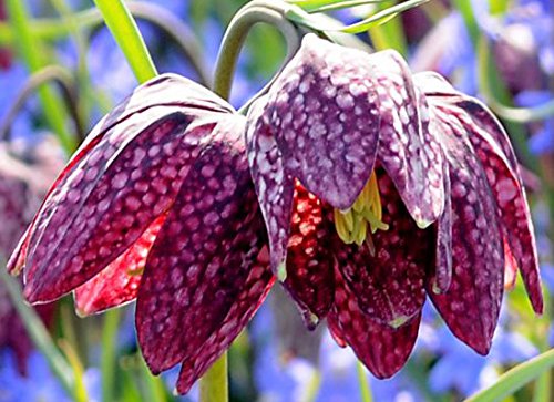 (5) Spectacular Flowering Bulbs Fritillaria Meleagris Checkered Lily