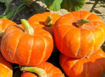 Madonna Winter Squash Seeds (10 Seeds)