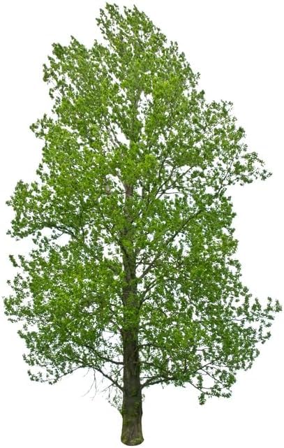 Hybrid Poplar Tree Seedlings for Planting - Fast Growing Privacy and Shade Trees