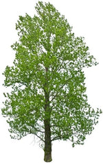 Hybrid Poplar Tree Seedlings for Planting - Fast Growing Privacy and Shade Trees