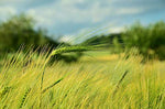25 Barley Seeds, Cover Crop, Animal Fodder, Beer Seeds, Sprouting