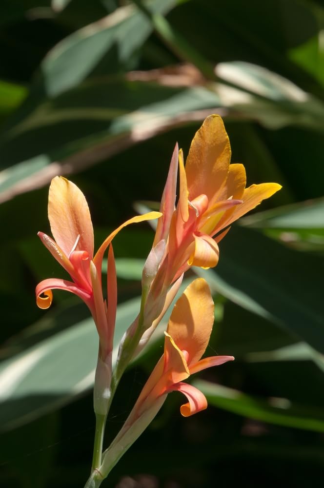 Easy to Plant Bulbs, Fast Growing, Pretty