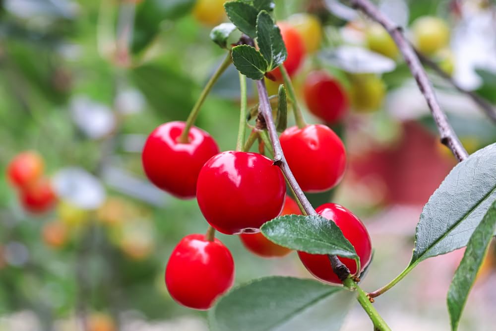 10 Evans Sour Cherry Tree Seeds for Planting - Prunus cerasus 'Evans'