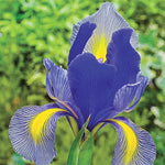 Gipsy Queen Dutch Iris Bulbs for Planting - Easy to Grow - Made in USA, Ships from Iowa