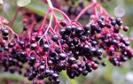 (10) Spectacular Black Fruit Bearing Perennial. American Native Elderberry Cuttings-Sambucus Candensis, Grows Best in Rich Soil, Well Shaded, Regularly watered Soil