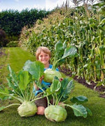 Big Daddy White Kohlrabi, Giant Cabbage Seeds | 200+ Seed Packet | Grow This Giant Heirloom Cabbage | Rare Vegetable Seeds for Planting