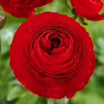 Ranunculus Bulbs for Planting - Buttercup Flower -Plant in Gardens, Containers & Flowerbeds - Easy to Grow Fall or Spring Perennial Flowers Bulbs