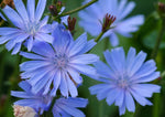 Chicory Wildflower Seeds for Planting - Beautiful Blue Wildflowers