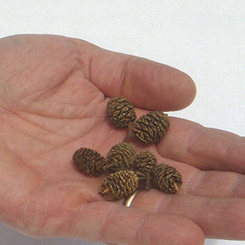 Mini Red Alder Pine Cones - Tiny Pine Cones, Great for Seasonal Decoration or Crafts or Vase Filler