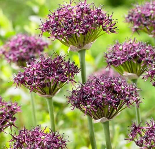 Miniature Allium Bulbs for Planting - Easy to Grow, Great for Garden or Container - Allium Atropurpureum
