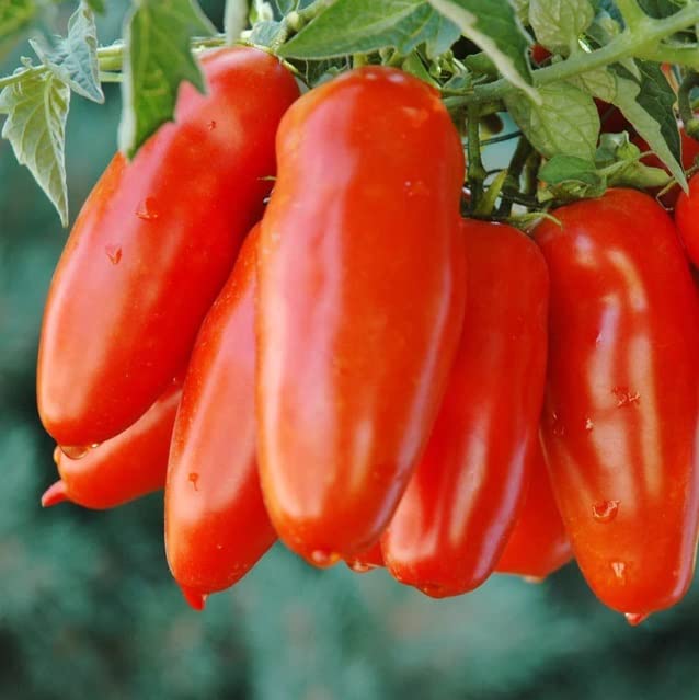 San Marzano Tomato Seeds for Planting | 100+ Seeds | Grow Your Own Food | Good Yield of Delicious Tomatos