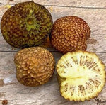 30 Ndea Tree Seeds for Planting - Nauclea xanthoxylon