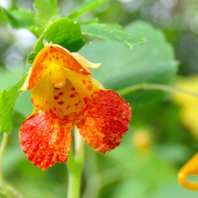 Jewelweed Plant Rootstock for Growing, Bright and Colorful Blooms Look Like Jewels
