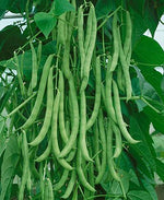 Kentucky Pole Bean Seeds for Planting | 50+ Seeds + | Non-GMO, Heirloom Seeds, Grow Your Own Food | Vegetable Seeds for Planting