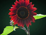 Chocolate Sunflower Seeds for Planting | 200+ Pack of Seeds | Grow Exotic Chocolate Cherry Sunflowers | Rare Garden Seeds for Planting
