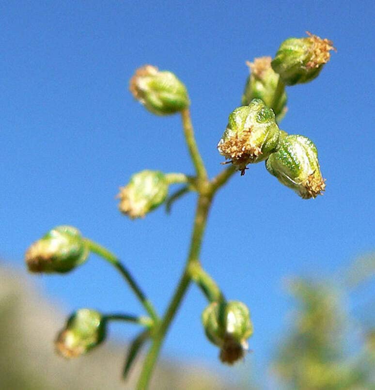 Tarragon Herb Seeds for Planting (50 Seeds) - Artemisia Dracunculus, Dragon Herb