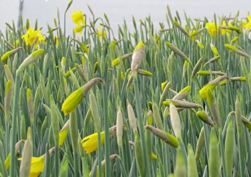 Daffodil Bulbs, Trumpet Daffodil Mix (10 Bulbs) Narcissus Assorted,Long Lasting