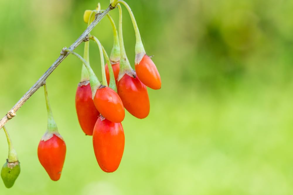 Goji Berry Bush Seedling for Planting, Wolfberry - 1 Year Seedlings Well Rooted