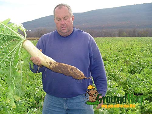 Daikon Radish Seeds - 100+ Seeds - Cover Crop Seeds for Planting. Deer Love Them, Food Plot
