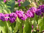 American Beauty Berry - Callicarpa americana - 25 seeds - beautyberry