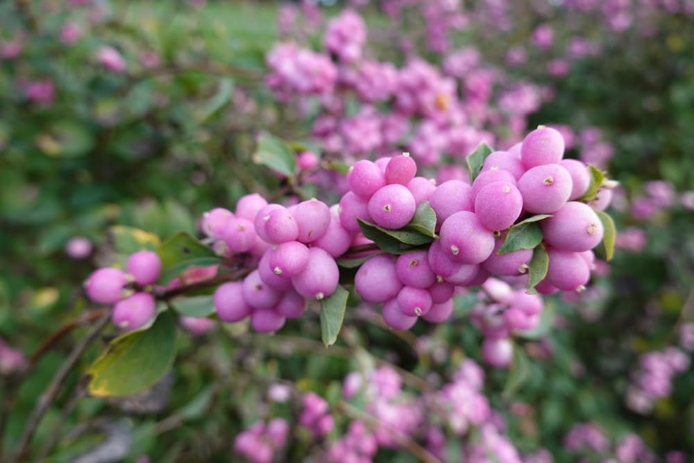 Coralberry Seedling for Planting - Amazing Color for Viewing and Wildlife (One Seedling)
