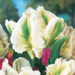 10 Super Parrot Tulip Bulbs for Planting - Easy to Grow - Ships from Iowa